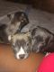 American Pit Bull Terrier Puppies for sale in Akron, OH, USA. price: NA