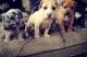 American Pit Bull Terrier Puppies for sale in Pittsburg, CA, USA. price: NA