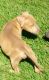 American Pit Bull Terrier Puppies for sale in Ybor City, Tampa, FL 33605, USA. price: NA