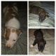 American Pit Bull Terrier Puppies for sale in Saginaw, MI, USA. price: $125
