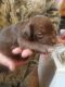American Pit Bull Terrier Puppies for sale in Toledo, OH, USA. price: $500