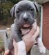 American Pit Bull Terrier Puppies for sale in Hartford, CT 06106, USA. price: NA