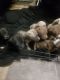 American Pit Bull Terrier Puppies for sale in Toledo, OH, USA. price: $400