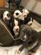 American Pit Bull Terrier Puppies for sale in Minneapolis, MN, USA. price: $500