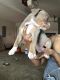American Pit Bull Terrier Puppies for sale in Hampton, GA 30228, USA. price: NA