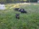 American Pit Bull Terrier Puppies for sale in Augusta, GA, USA. price: $50