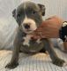 American Pit Bull Terrier Puppies for sale in Columbia, SC, USA. price: NA