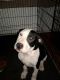 American Pit Bull Terrier Puppies for sale in Goldsboro, NC, USA. price: NA