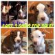 American Pit Bull Terrier Puppies for sale in Miamisburg, OH 45342, USA. price: NA