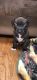 American Pit Bull Terrier Puppies for sale in Edison, NJ, USA. price: NA