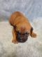 American Pit Bull Terrier Puppies for sale in Burlington, MI 49029, USA. price: NA