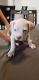 American Pit Bull Terrier Puppies for sale in Cathedral City, CA 92234, USA. price: NA