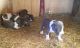 American Pit Bull Terrier Puppies for sale in Calvert, TX 77837, USA. price: $400