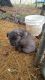 American Pit Bull Terrier Puppies for sale in Tompkinsville, KY 42167, USA. price: NA