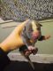 American Pit Bull Terrier Puppies for sale in Massillon, OH, USA. price: $275