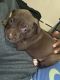 American Pit Bull Terrier Puppies for sale in West Mifflin, PA, USA. price: NA