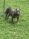 American Pit Bull Terrier Puppies for sale in Flint, MI, USA. price: $200