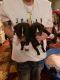 American Pit Bull Terrier Puppies for sale in Sandusky, OH 44870, USA. price: NA