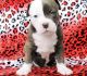 American Pit Bull Terrier Puppies for sale in Newark, NJ 07189, USA. price: $500