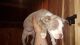 American Pit Bull Terrier Puppies for sale in Elyria, OH 44035, USA. price: $200
