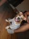 American Pit Bull Terrier Puppies for sale in Bronx, NY, USA. price: NA