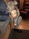American Pit Bull Terrier Puppies for sale in Wichita Falls, TX, USA. price: NA