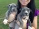 American Pit Bull Terrier Puppies for sale in Miami Beach, FL, USA. price: NA