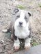 American Pit Bull Terrier Puppies for sale in Moravian Falls, Wilkesboro, NC 28697, USA. price: $600