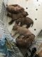 American Pit Bull Terrier Puppies for sale in St Cloud, MN, USA. price: NA