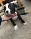American Pit Bull Terrier Puppies for sale in Longview, TX, USA. price: NA