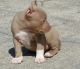 American Pit Bull Terrier Puppies for sale in Haleiwa, HI 96712, USA. price: $600