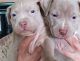 American Pit Bull Terrier Puppies for sale in Bowman, SC 29018, USA. price: NA