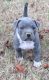 American Pit Bull Terrier Puppies for sale in Dulles, VA, USA. price: $600