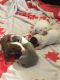 American Pit Bull Terrier Puppies for sale in Elyria, OH 44035, USA. price: $200
