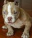 American Pit Bull Terrier Puppies for sale in Boston, MA, USA. price: NA