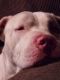 American Pit Bull Terrier Puppies for sale in Okeechobee, FL, USA. price: NA