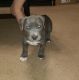 American Pit Bull Terrier Puppies for sale in Escondido, CA, USA. price: NA