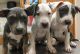 American Pit Bull Terrier Puppies for sale in Maynard, MA, USA. price: $500
