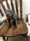 American Pit Bull Terrier Puppies for sale in Warren, MI, USA. price: $800