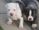 American Pit Bull Terrier Puppies for sale in Guernsey, WY, USA. price: $600