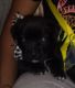 American Pit Bull Terrier Puppies for sale in Pomaria, SC 29126, USA. price: NA