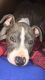 American Pit Bull Terrier Puppies for sale in Beverly, MA, USA. price: NA