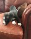 American Pit Bull Terrier Puppies for sale in Marysville, MI, USA. price: NA