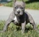 American Pit Bull Terrier Puppies for sale in Galliano, LA 70354, USA. price: NA