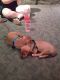 American Pit Bull Terrier Puppies for sale in Springfield, MO, USA. price: $250