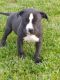 American Pit Bull Terrier Puppies for sale in Wright City, MO, USA. price: $300