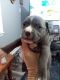 American Pit Bull Terrier Puppies for sale in Angier, NC 27501, USA. price: $300