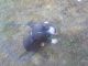 American Pit Bull Terrier Puppies for sale in Kinston, NC, USA. price: $200