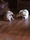 American Pit Bull Terrier Puppies for sale in Roselle, NJ, USA. price: NA