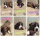 American Pit Bull Terrier Puppies for sale in Dryden, MI 48428, USA. price: NA